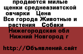 продаются милые щенки среднеазиатской овчарки › Цена ­ 30 000 - Все города Животные и растения » Собаки   . Нижегородская обл.,Нижний Новгород г.